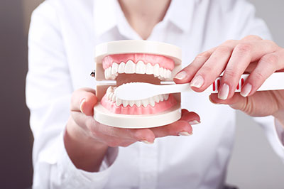 A person holding a toothbrush with a model set of teeth, emphasizing oral hygiene.